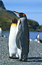 King Penguins, South Georgia