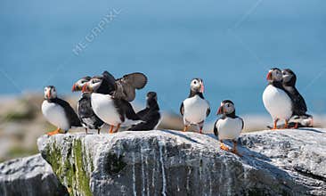 Atlantic Puffin