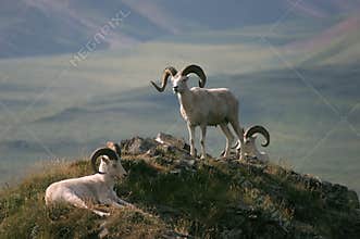 Dall Sheep in Alaska
