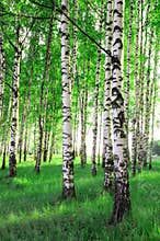 Birch trees in a forest