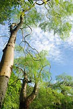 Green tree and azure sky