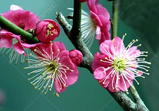 Red Plum flower