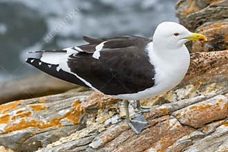 Kelp Gull