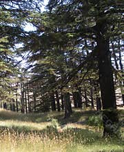 Visiting Lebanon`s Forest of the Cedars of God, Lebanon