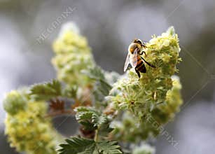 African (killer) honey bee