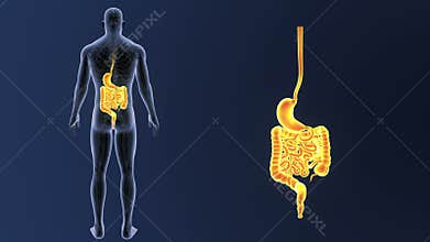 Stomach and Intestine zoom with Circulatory System