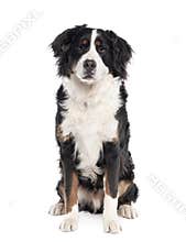 Bernese mountain dog against white background