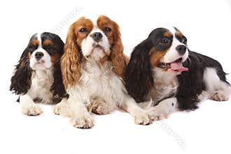 Three dog breeds Cavalier king charles spaniel