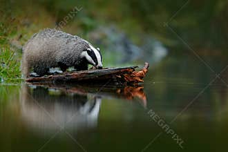 Badger in forest, animal nature habitat, Germany, Europe. Wildlife scene. Wild Badger, Meles meles, animal in wood. European badge