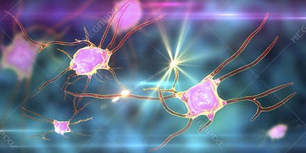 Neuron, brain cell