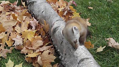 Pine Marten sitting on a tree and eating