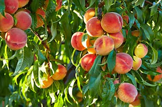 Branch of peach tree