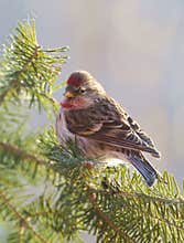 A Common Redpole rests on a Balsam bough
