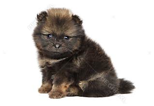 Pomeranian Spitz puppy 1 month