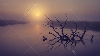 Landscape of river on morning misty sunrise. Old dry tree in water in early foggy dawn. Scenic river