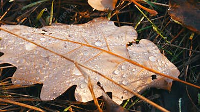 Autumn fallen leaves on which are many beautiful drops of morning dew. Dew on beautiful autumn leaves macro close up