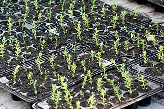 Seedlings