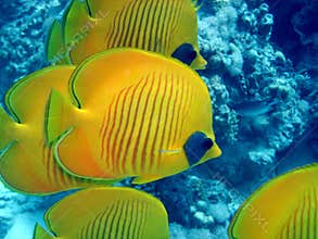 Butterfly fish