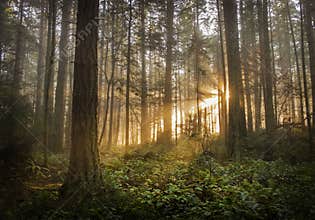 Pacific Northwest Forest on a Foggy Morning.