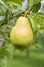 Bartlett Pear Ripening on the Tree