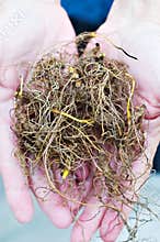 Goldenseal Roots