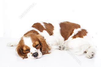 Sleeping dog. Dog sleeping in studio. White background. cavalier king charles spaniel sleep.