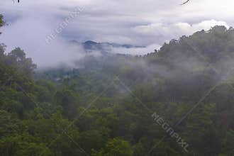 Jungle forest vegetation