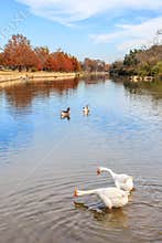 Looking Down River in San Gabriel Park