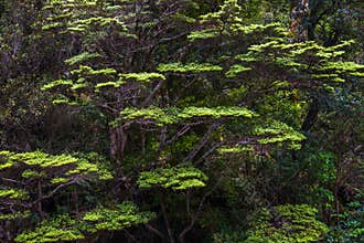 Southern Black Beech
