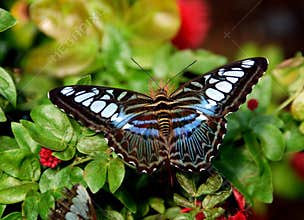 Batu Ferringhi, Malaysia: Butterfly