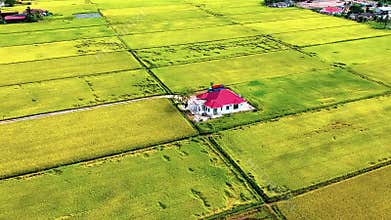 Aerial view of isolated house in golden paddy field