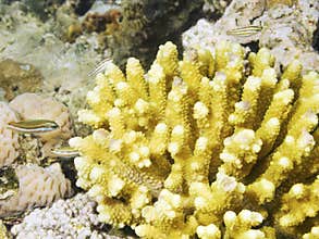 Acropora Coral in the reef