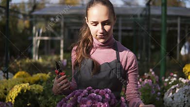 Young smiling female florist in apron examining and cutting dry flowers using garden pruner from chrysanthemum standing