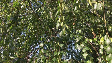 Green leaves background with sun shining through leaves. Sunlight beaming between green leaves on a sunny day.