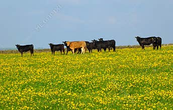 A herd of young cows frazing in a spring meadow in may with bright yellow flowers in the grass and blue sky