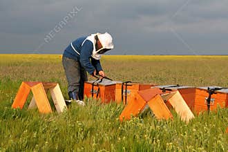 Bee keeper at work