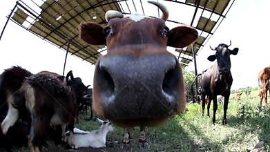 Portrait of cow, extreme close up stock footage
