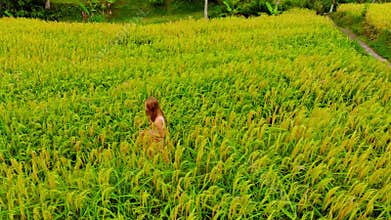 Aerial shot of Jatiluwih Green Land village. Stunning rice terraces on the Bali island. Young woman walking along rice
