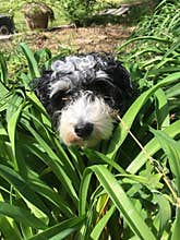 Dog in the bushes