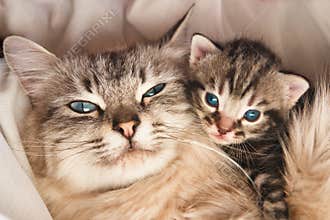 Cat and kitten hug