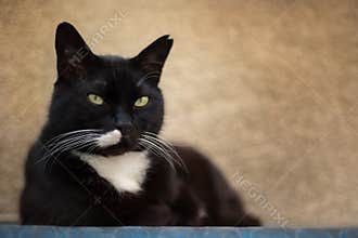 Black cat with white chest