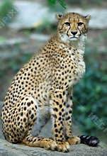 Cheetah