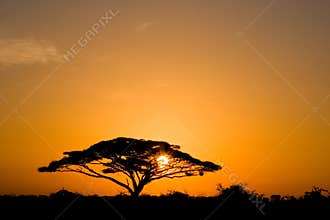 Acacia Tree at Sunrise