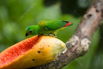 The green parrot eating papaya