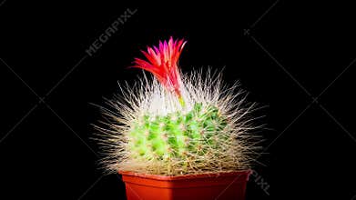 Time-lapse of cactus or cacti flowers