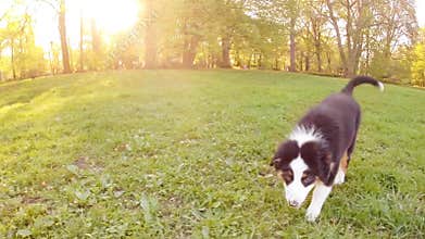 Australian shepherd puppy