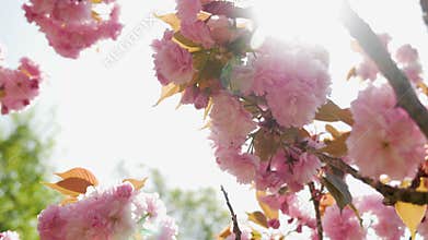 Beautiful blooming pink cherry blossoms in the Japanese garden