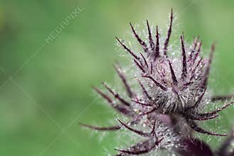 Wood betony flower