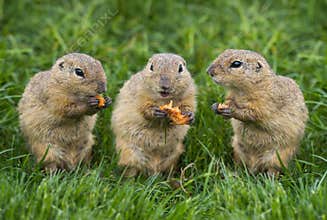 Ground squirrels Spermophilus citellus