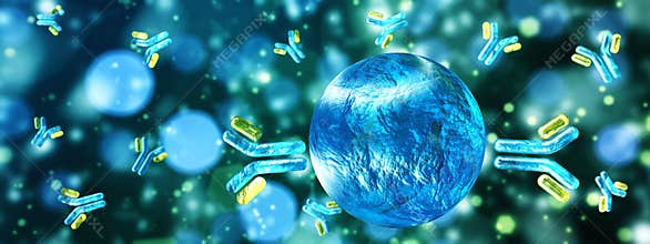 Antibodies, immunoglobulins, the immune